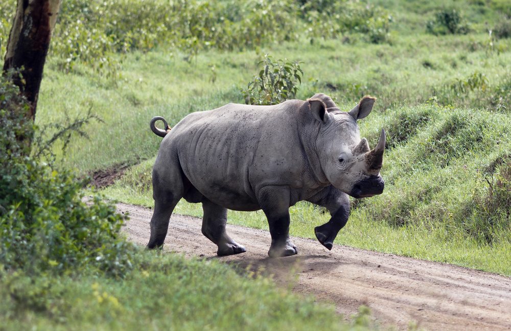 Rhino at Lake Nakuru National Park