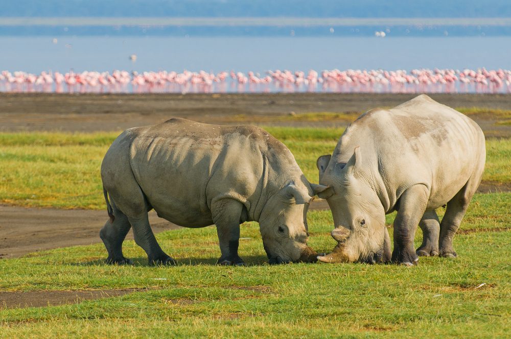 Rhino Sanctuary Visit at Lake Nakuru National Park
