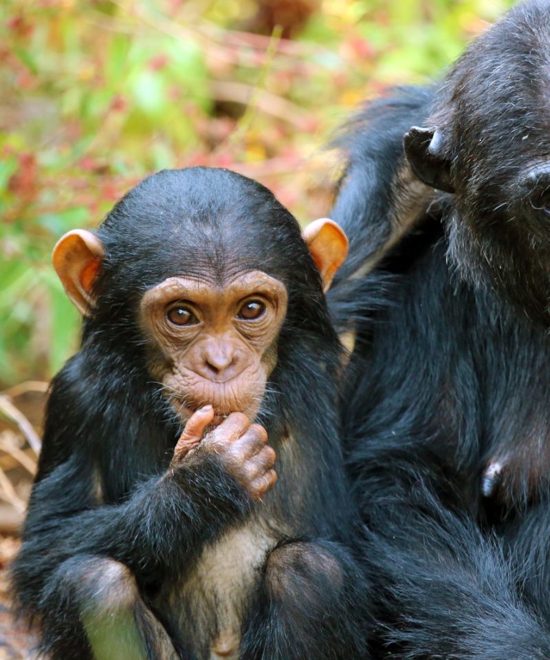 7 Days Rwanda Gorilla & Chimpanzee Classic Safari Adventure.