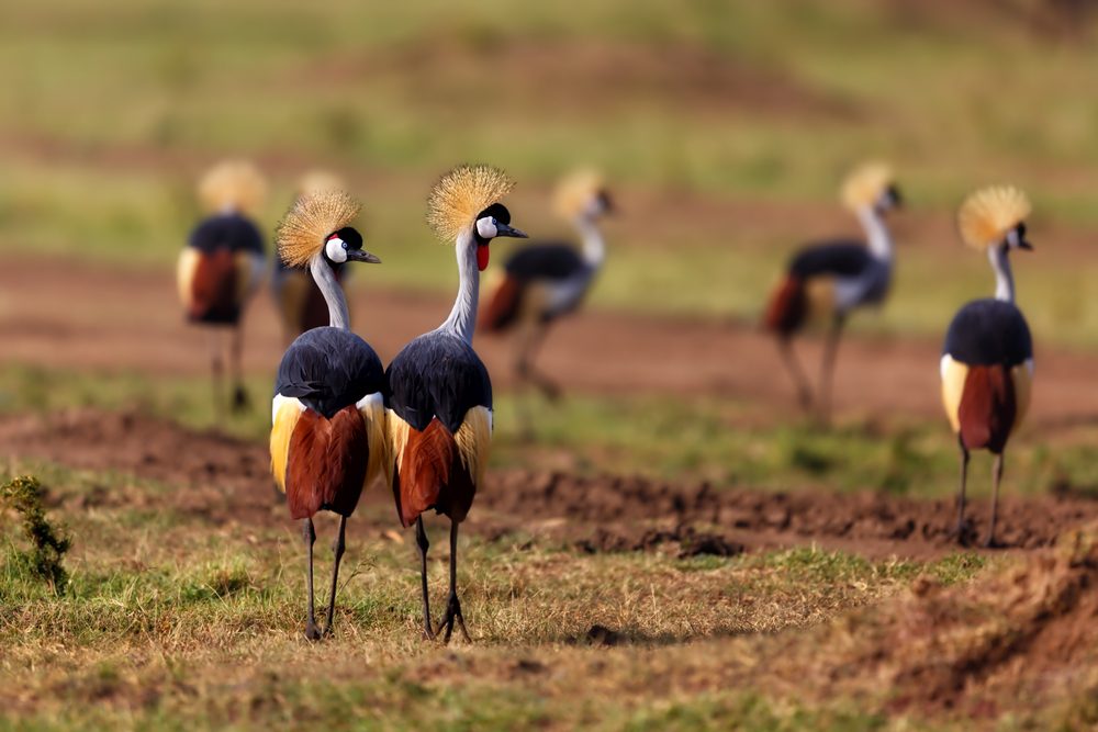 Crowned Crane at Maasai Mara National Park