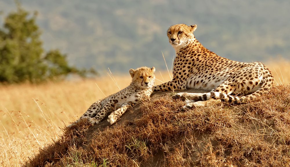 Maasai Mara Cheetahs