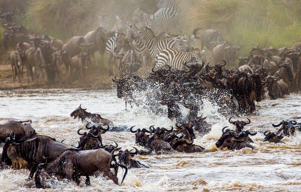 River Crossing (Migration)