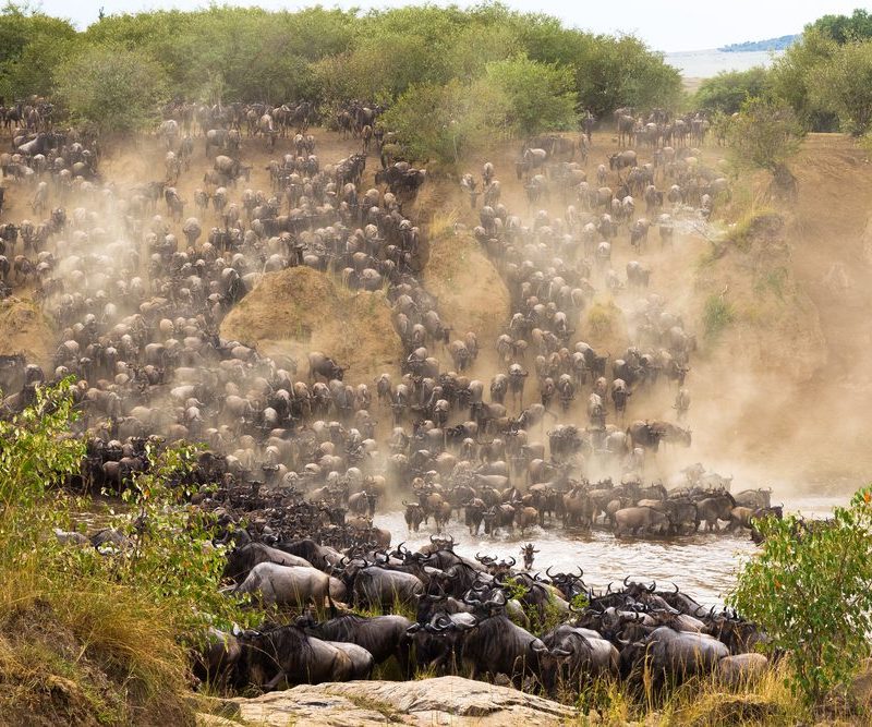 3 Days Masai Mara Wildebeest Migration