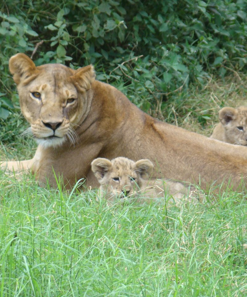 9 Day Luxury Big Kenya Safari