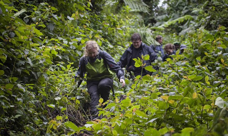 Bwindi Impenetrable National Park