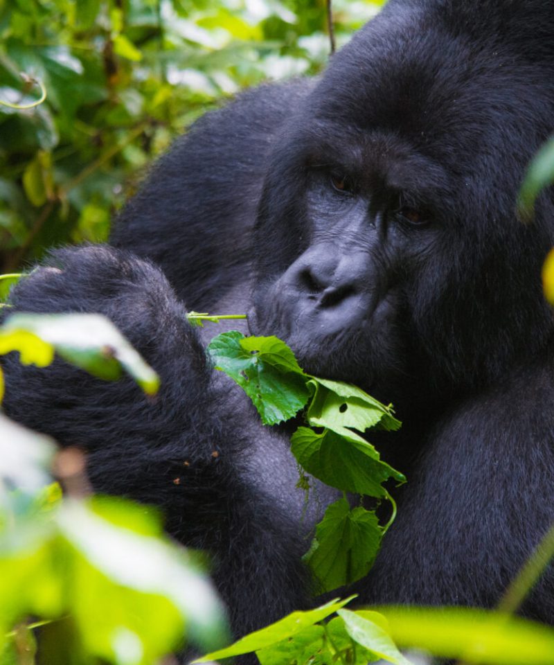 How Much is Gorilla Trekking in Uganda