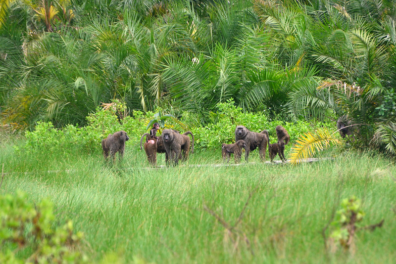 Wildlife at Semuliki National Park