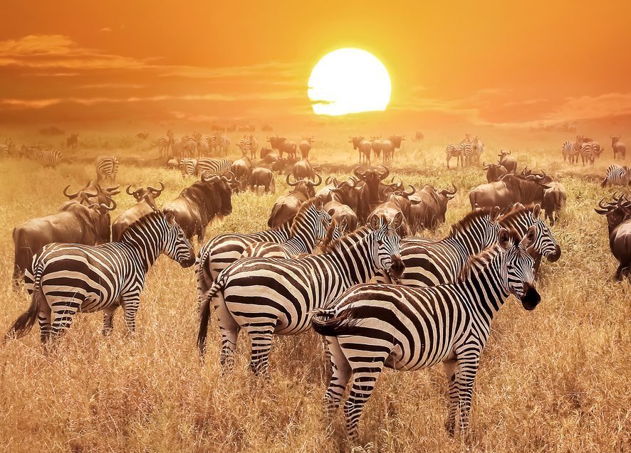 Serengeti National Park: Travel Guide