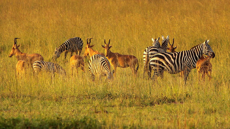 Kidepo Game viewing