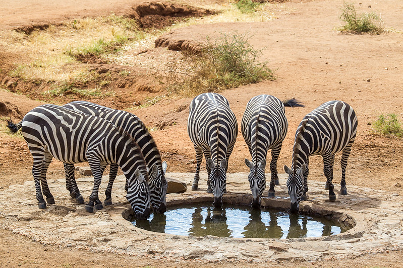 Zebras at Kidepo Valley National Park