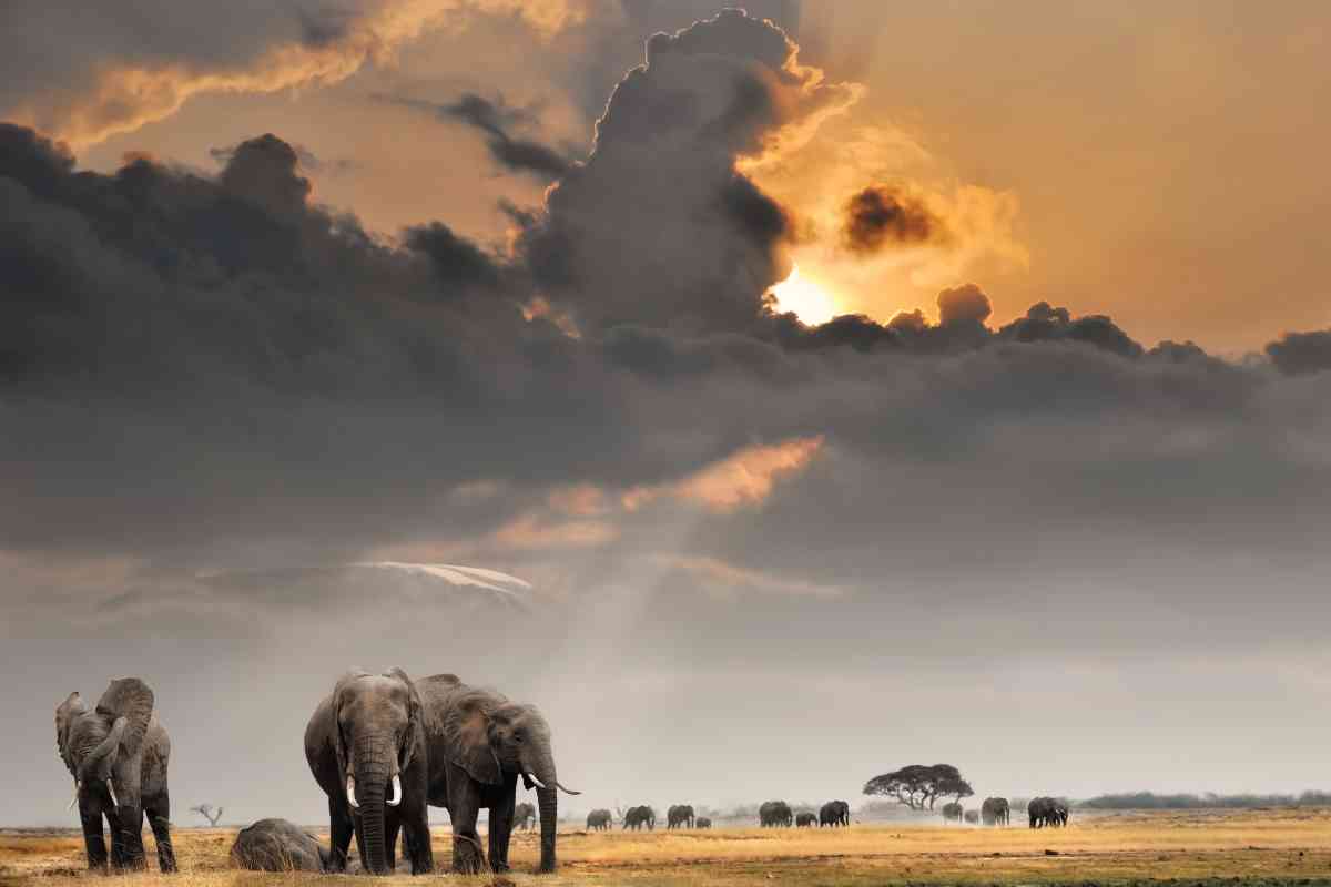 Amboseli National Park