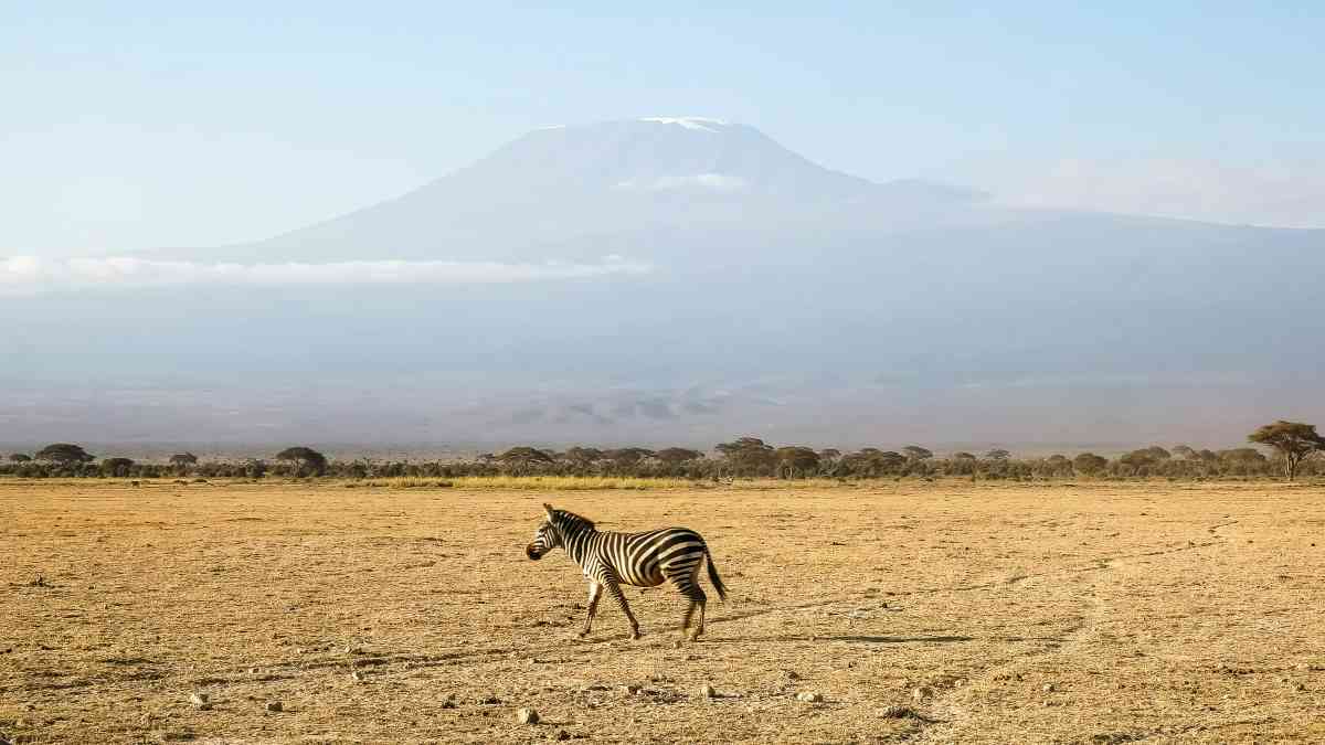 Zebra at Amboseli NP