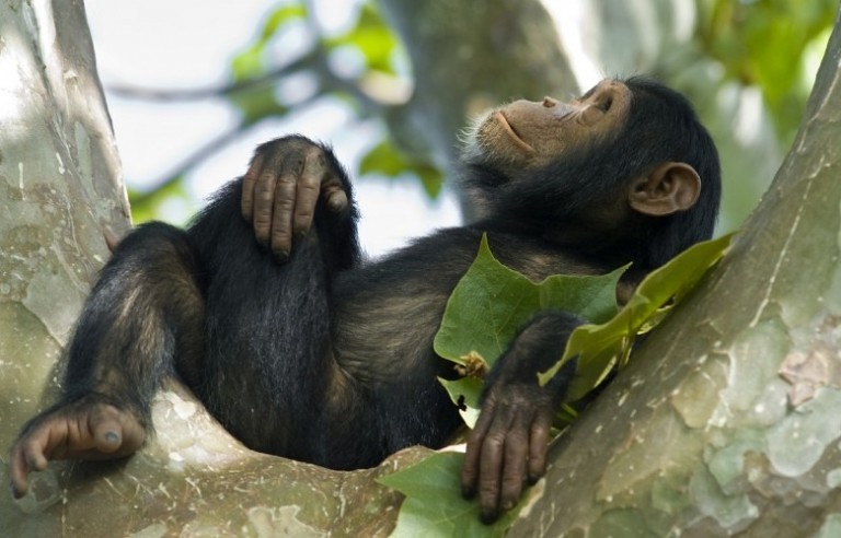 Chimpanzee at Kyambura Gorge