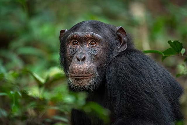Chimpanzee Facts and Behaviors 