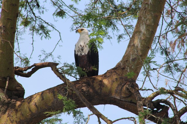 African Eagle in Akagera National Park