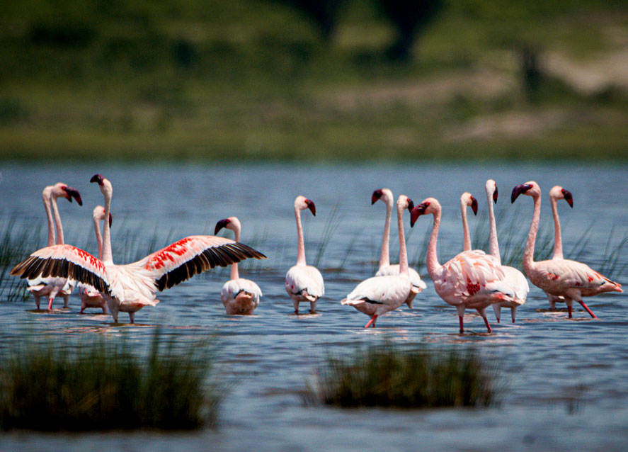 flamingo-birds-in-Uganda