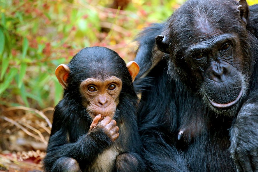 How Much is Chimpanzee Trekking in Uganda