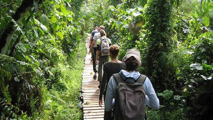 Nature Walks in Kibale Forest