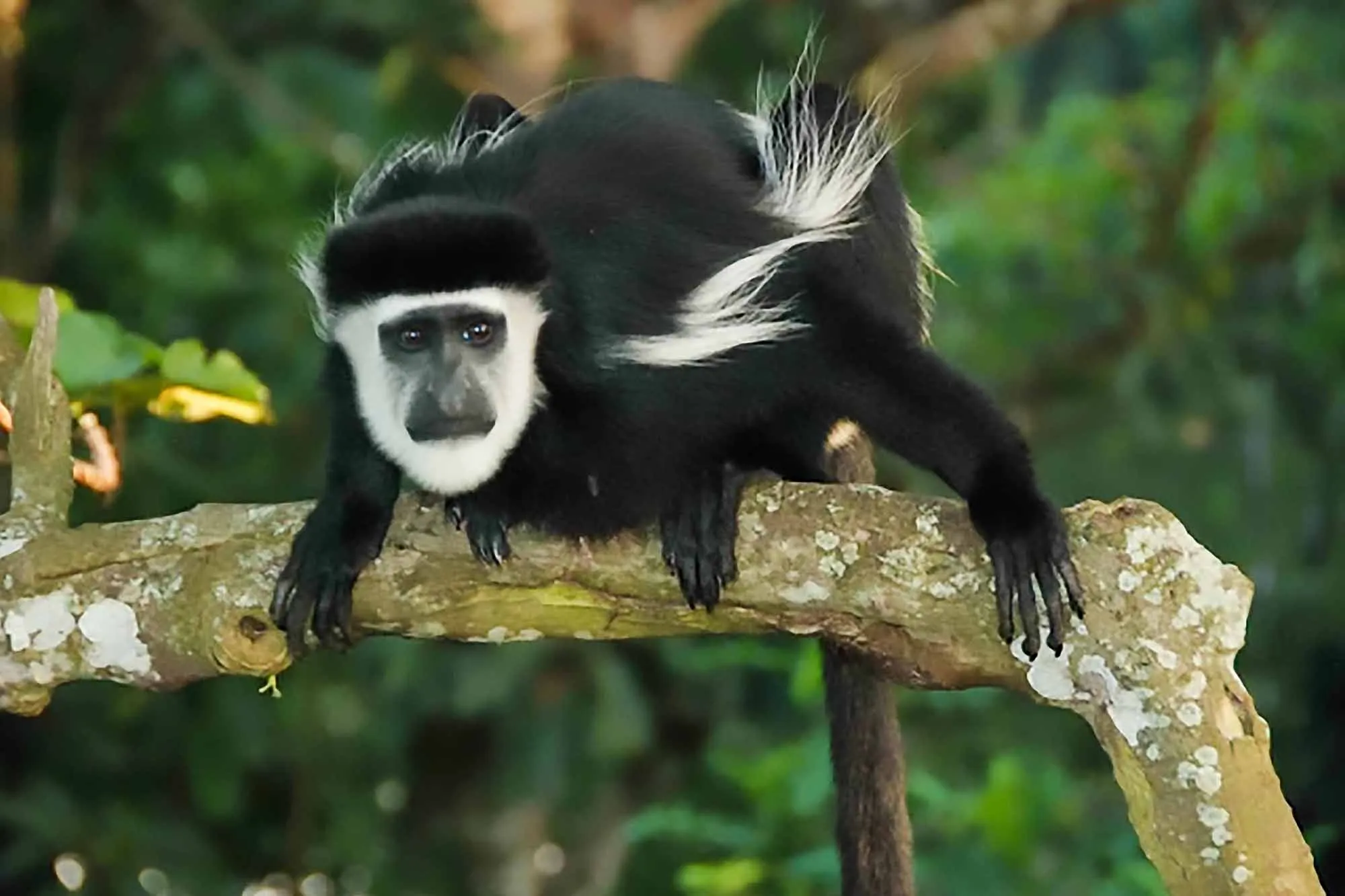 The Enigmatic Rwenzori Colobus Monkeys