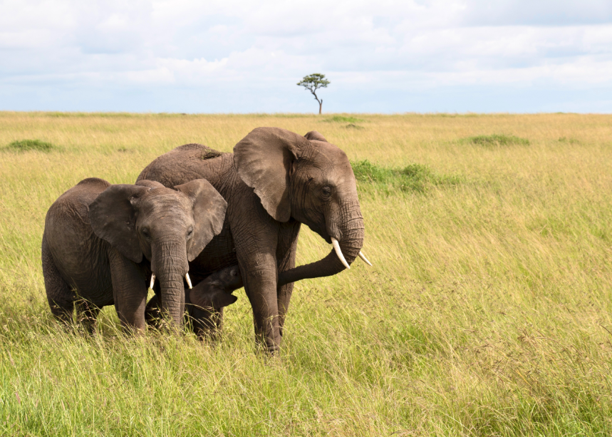 Tanzania Safaris and Tours