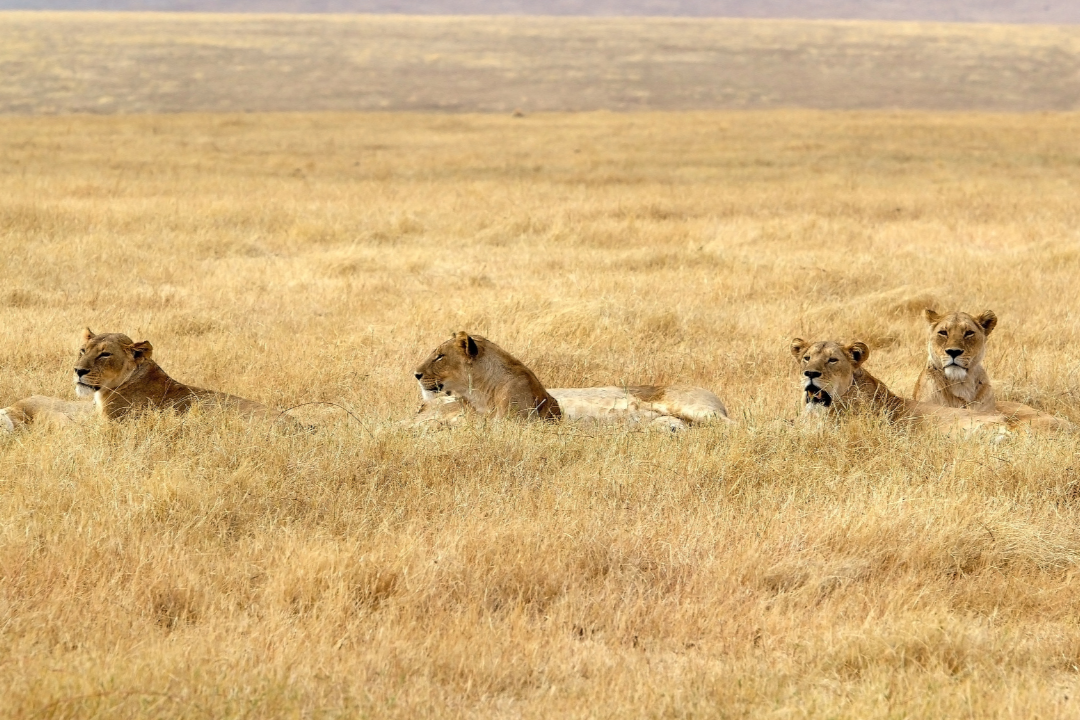 Where Are the Most Wildlife in Africa