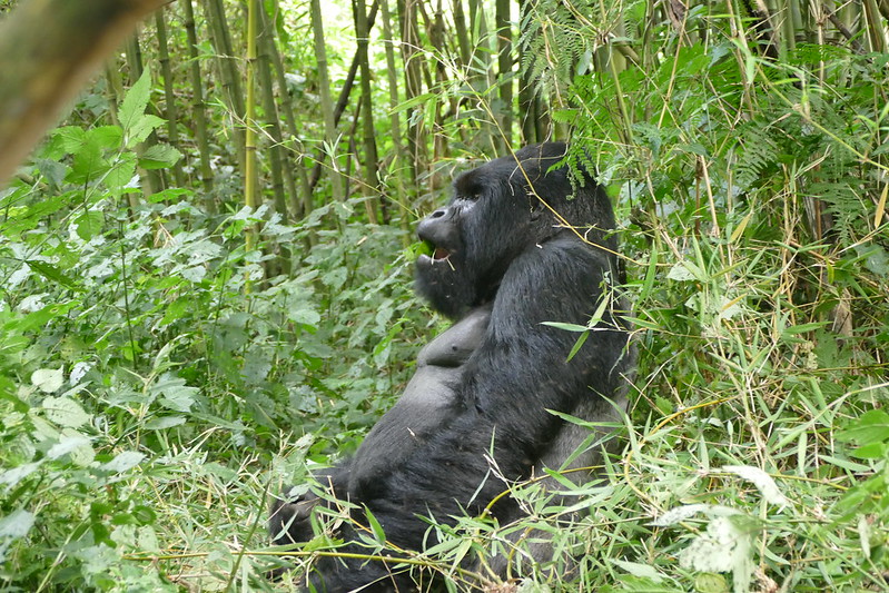 Silverback Gorillas in Uganda