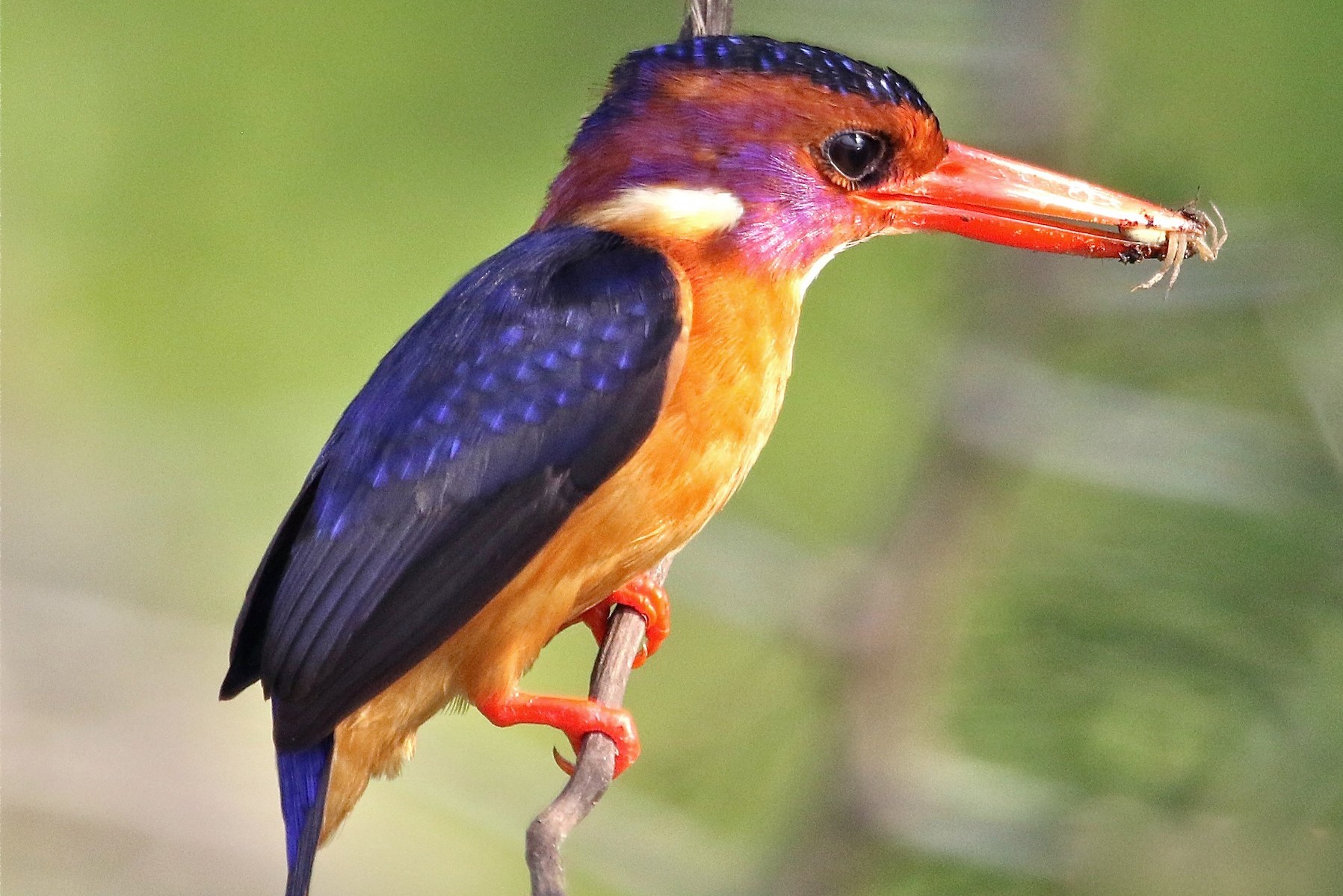 African Pygmy Kingfisher (Ispidina picta) - Arcadia Safaris