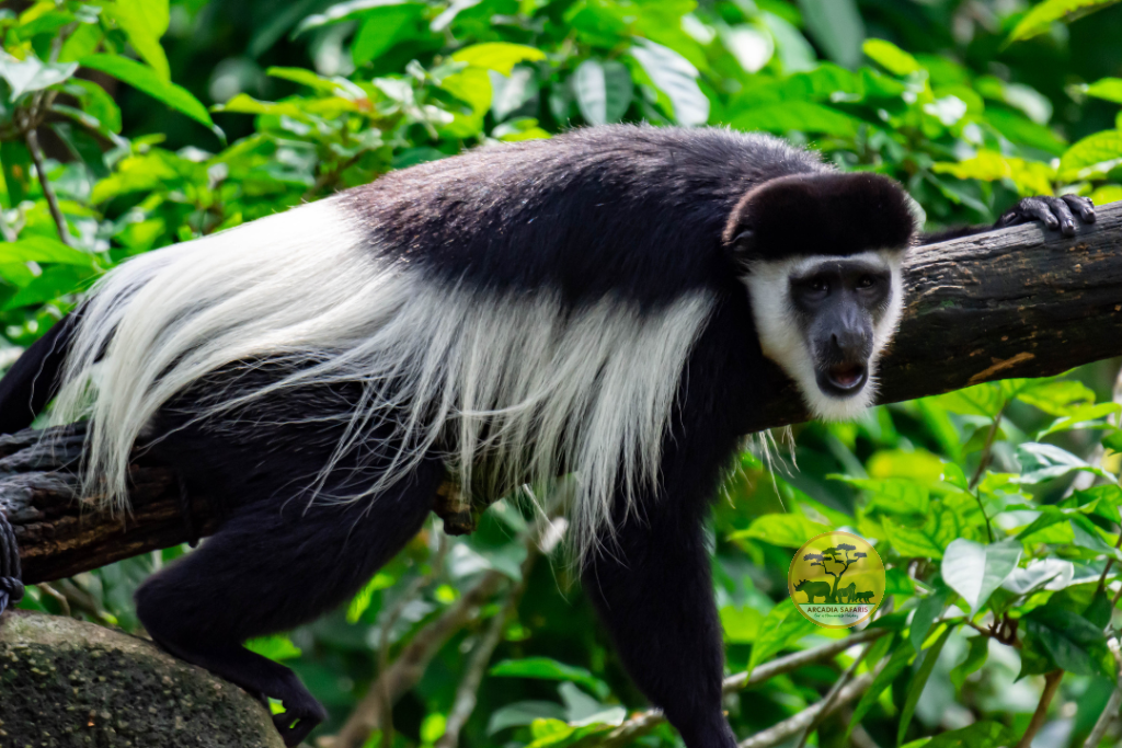 Monkey Species Found in Uganda
