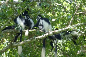 Black-and-White Colobus Monkeys (Colobus guereza) in Uganda