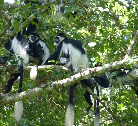 Black-and-White Colobus Monkeys (Colobus guereza) in Uganda