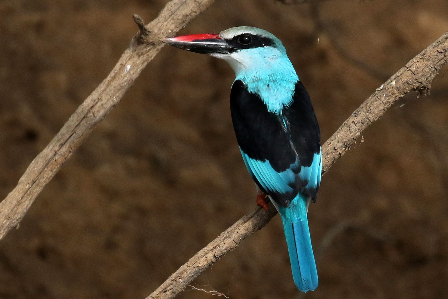 The Blue-Breasted Kingfisher (Halcyon malimbica) - Arcadia Safaris