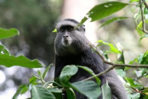 The Blue Monkey (Cercopithecus mitis stuhlmanni)