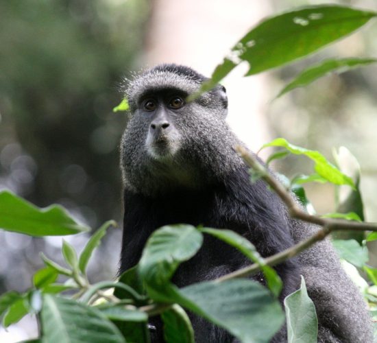 The Blue Monkey (Cercopithecus mitis stuhlmanni)