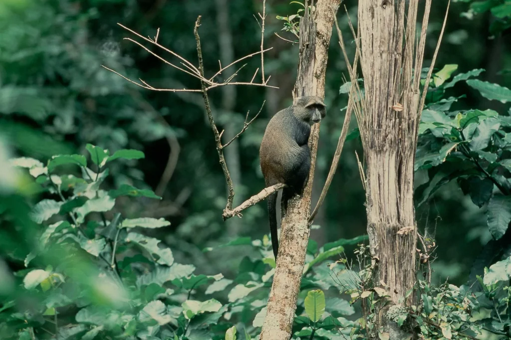 The Blue Monkey (Cercopithecus mitis stuhlmanni)
