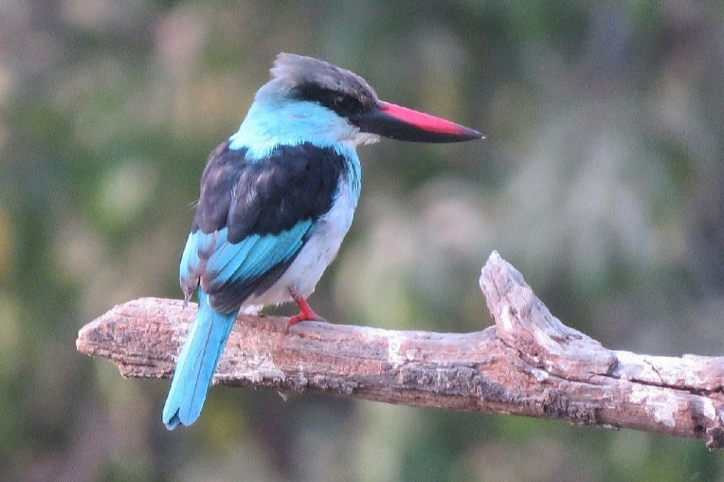 Halcyon malimbica in Uganda by Arcadia Safaris 