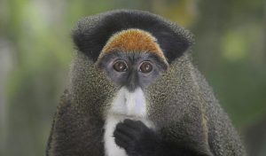De Brazza's Monkeys (Cercopithecus neglectus)