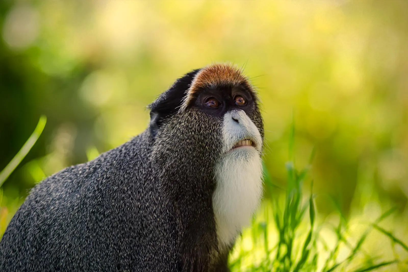 De Brazza's Monkeys (Cercopithecus neglectus)