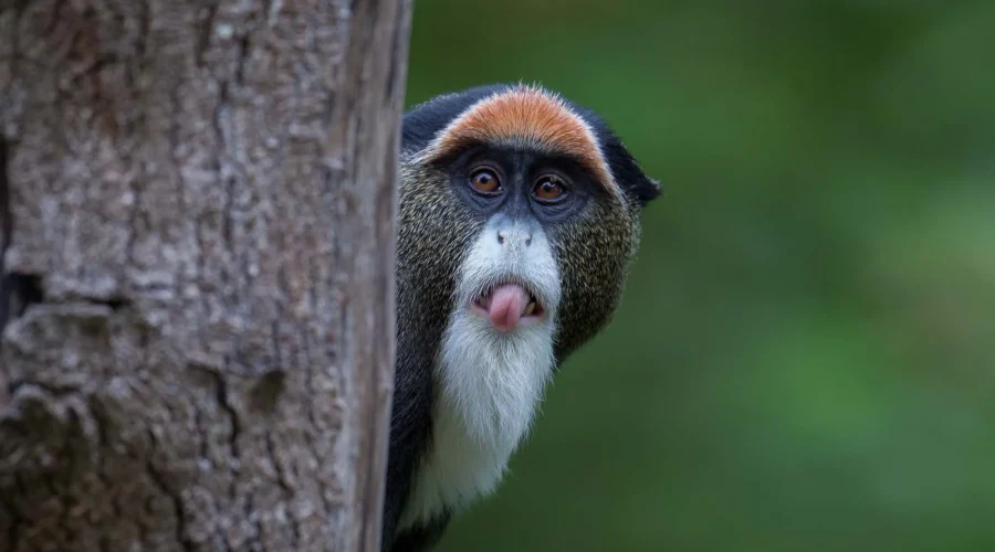 De Brazza's Monkey (Cercopithecus neglectus)