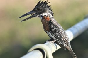 The Giant Kingfisher (Megaceryle maxima) - Arcadia Safaris