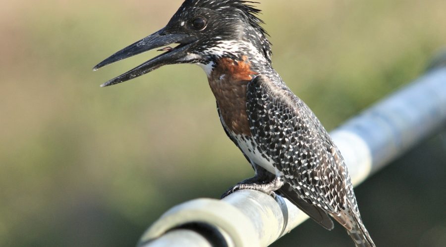 The Giant Kingfisher (Megaceryle maxima) - Arcadia Safaris