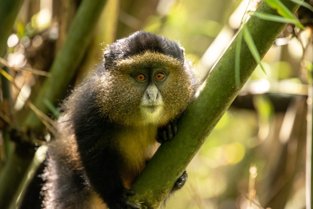 Golden Monkey Tracking