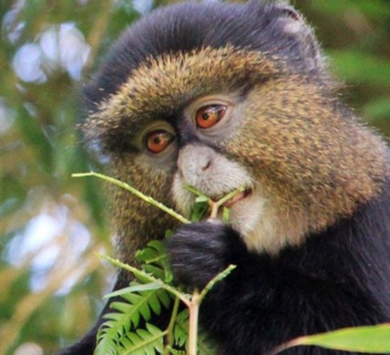 Golden Monkey Tracking