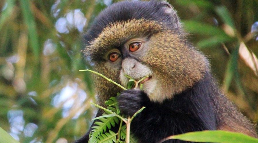 Golden Monkey Tracking