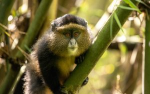 Golden Monkey Trekking in Uganda