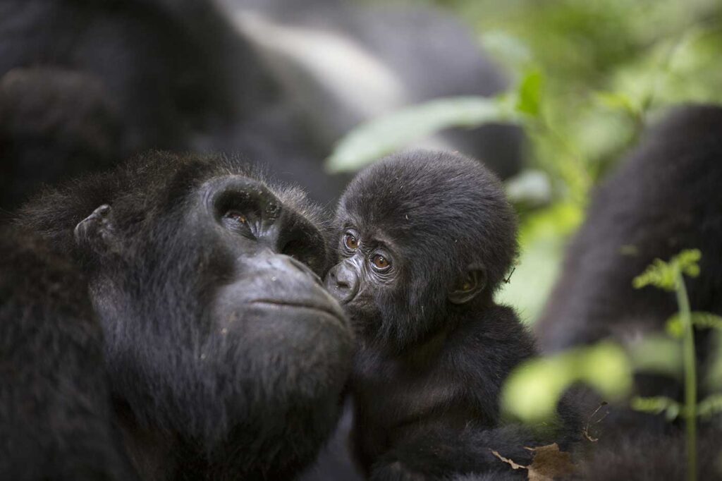 Rwanda Gorilla Safari