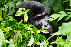Uganda's Iconic Primates -Gorilla