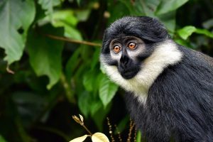L'Hoest's Monkeys (Cercopithecus lhoesti) in Uganda