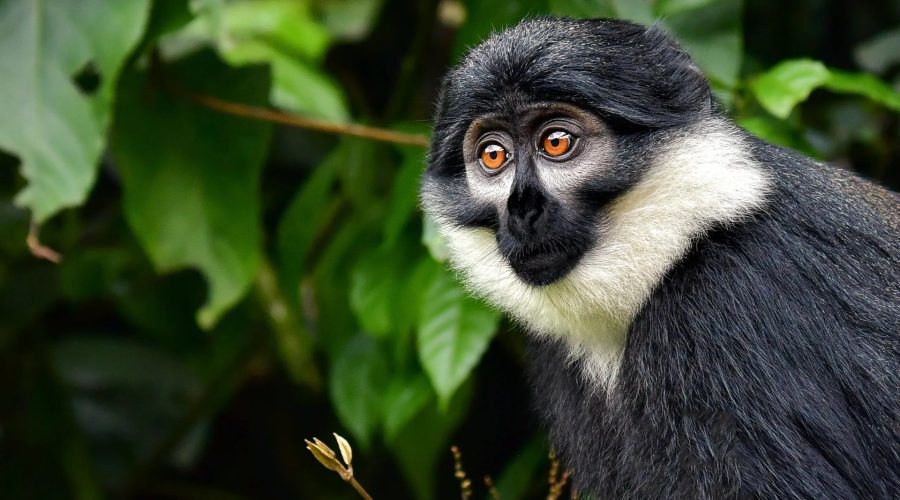 L'Hoest's Monkeys (Cercopithecus lhoesti) in Uganda