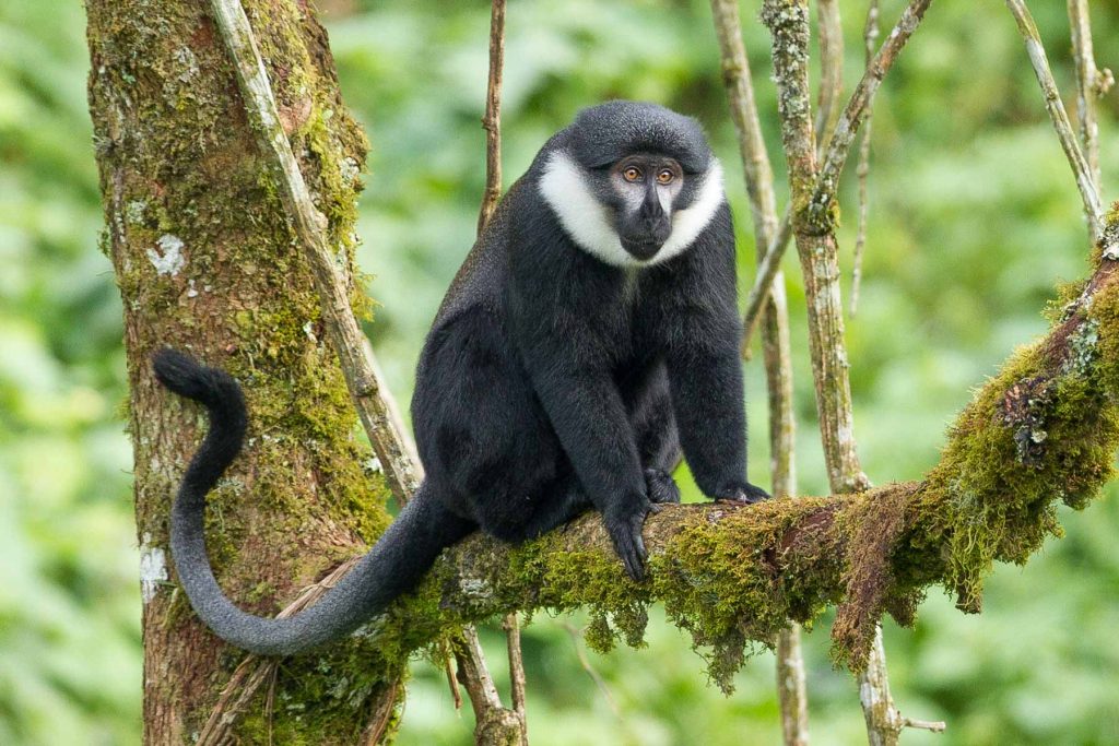 L'Hoest's Monkeys (Cercopithecus lhoesti) in Uganda