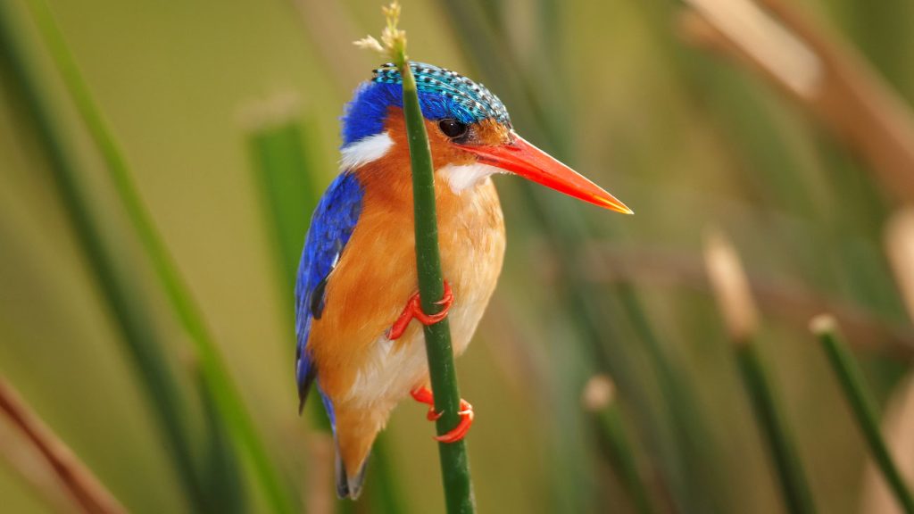 The Malachite Kingfisher (Corythornis cristatus)